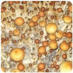 Псилоцибиновые (галлюциногенные)  грибы Psilocybin "Golden Teacher" в Зеленоградске