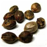 Семена марихуаны АК-47  (Seeds AK-47) в Зеленоградске